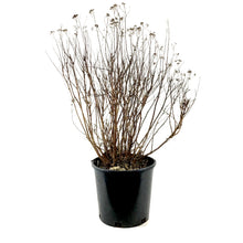 Load image into Gallery viewer, Spirea, 2 gal, Neon Flash - Floral Acres Greenhouse &amp; Garden Centre
