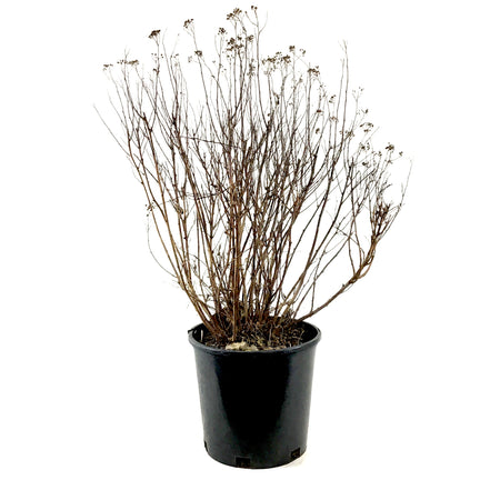 Spirea, 2 gal, Neon Flash - Floral Acres Greenhouse & Garden Centre