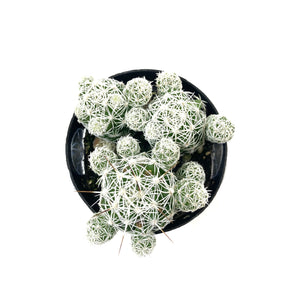 Cactus, 2.5in, Mammillaria gracilis fr. 'Thimble' - Floral Acres Greenhouse & Garden Centre