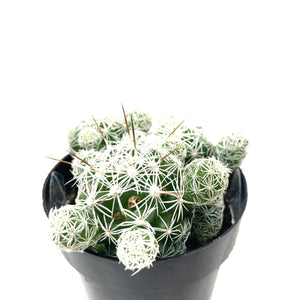 Cactus, 2.5in, Mammillaria gracilis fr. 'Thimble' - Floral Acres Greenhouse & Garden Centre