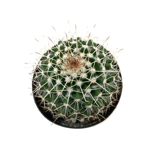 Cactus, 2.5in, Mammillaria 'Silver Arrows' - Floral Acres Greenhouse & Garden Centre