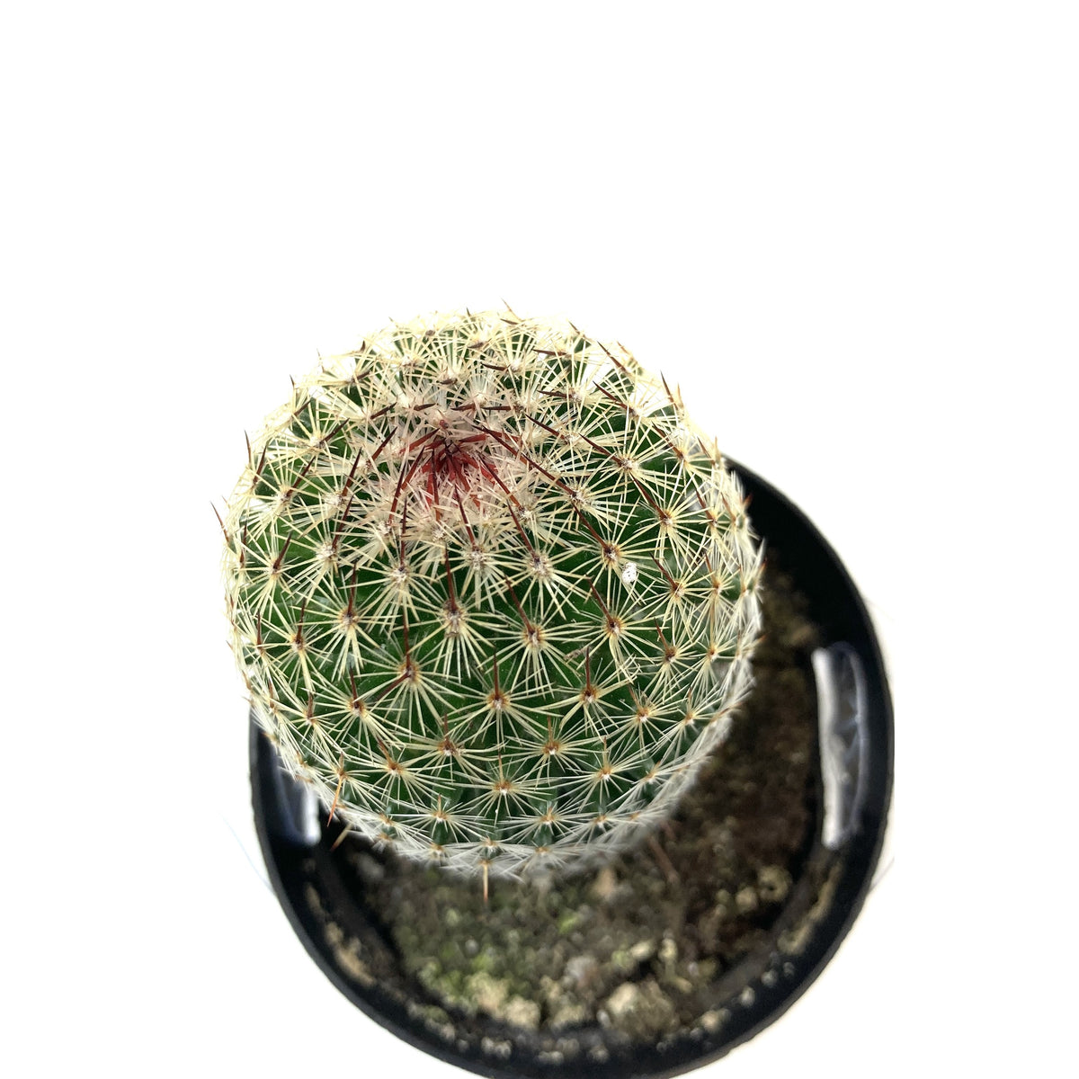 Cactus, 2.5in, Mammillaria matudae 'Thumb Cactus' - Floral Acres Greenhouse & Garden Centre