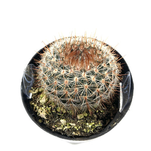 Cactus, 2.5in, Notocactus Schlosseri - Floral Acres Greenhouse & Garden Centre