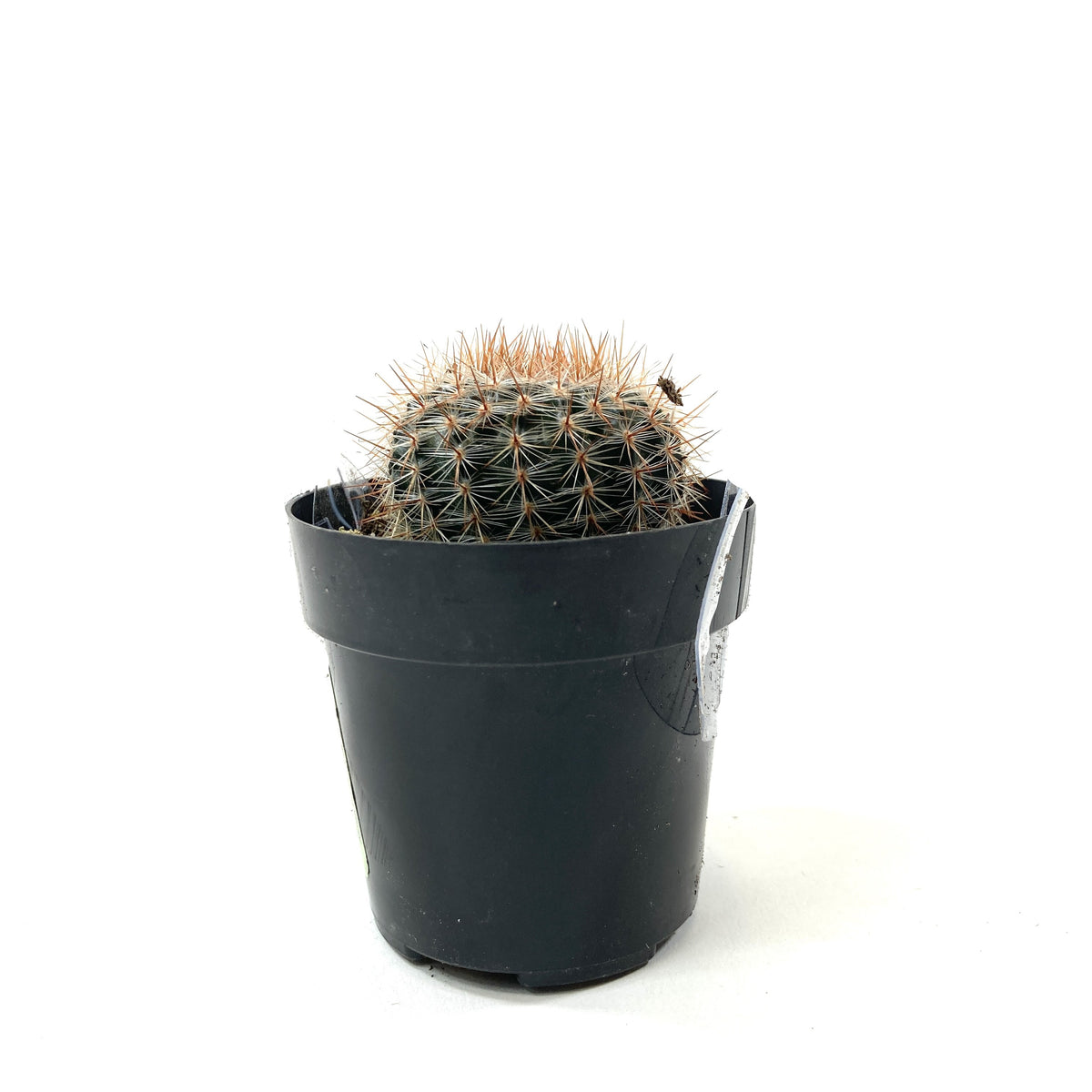 Cactus, 2.5in, Notocactus Schlosseri - Floral Acres Greenhouse & Garden Centre