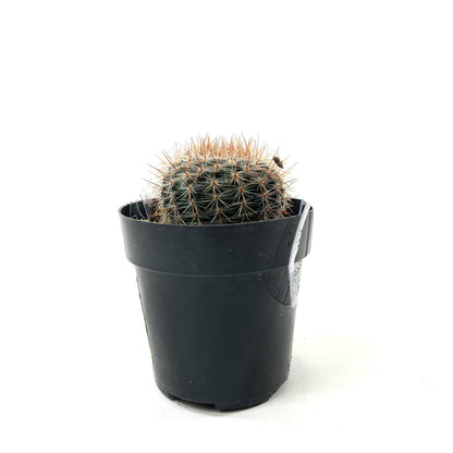 Cactus, 2.5in, Notocactus Schlosseri - Floral Acres Greenhouse & Garden Centre