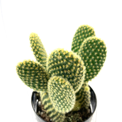 Cactus, 2.5in, Opuntia Microdasys 'Bunny Ears' - Floral Acres Greenhouse & Garden Centre