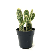 Load image into Gallery viewer, Cactus, 2.5in, Opuntia Microdasys &#39;Bunny Ears&#39; - Floral Acres Greenhouse &amp; Garden Centre
