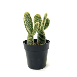 Cactus, 2.5in, Opuntia Microdasys 'Bunny Ears' - Floral Acres Greenhouse & Garden Centre