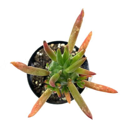 Cactus, 2.5in, A. subulata 'Eve's Needle' - Floral Acres Greenhouse & Garden Centre