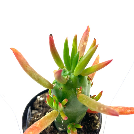 Cactus, 2.5in, A. subulata 'Eve's Needle' - Floral Acres Greenhouse & Garden Centre