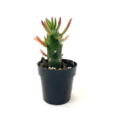 Cactus, 2.5in, A. subulata 'Eve's Needle' - Floral Acres Greenhouse & Garden Centre