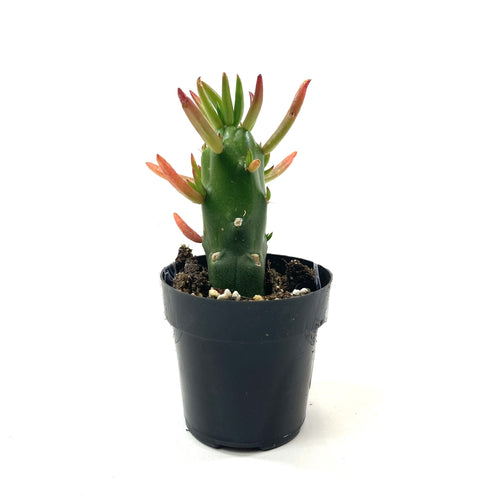 Cactus, 2.5in, A. subulata 'Eve's Needle' - Floral Acres Greenhouse & Garden Centre