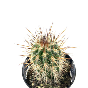 Cactus, 2.5in, P. gounellei 'Xique-Xique' - Floral Acres Greenhouse & Garden Centre