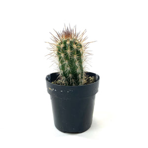 Cactus, 2.5in, P. gounellei 'Xique-Xique' - Floral Acres Greenhouse & Garden Centre