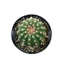 Load image into Gallery viewer, Cactus, 2.5in, Notocactus Ubelmannianus - Floral Acres Greenhouse &amp; Garden Centre
