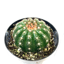 Load image into Gallery viewer, Cactus, 2.5in, Notocactus Ubelmannianus - Floral Acres Greenhouse &amp; Garden Centre
