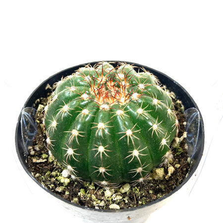 Cactus, 2.5in, Notocactus Ubelmannianus - Floral Acres Greenhouse & Garden Centre