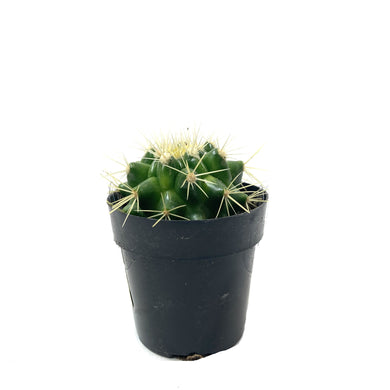 Cactus, 2.5in, E. grusonii 'Golden Barrel' - Floral Acres Greenhouse & Garden Centre