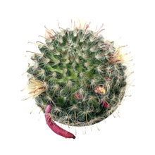 Load image into Gallery viewer, Cactus, 9cm, Mammillaria Bocasana Roseiflora - Floral Acres Greenhouse &amp; Garden Centre

