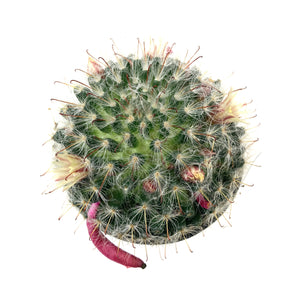 Cactus, 9cm, Mammillaria Bocasana Roseiflora - Floral Acres Greenhouse & Garden Centre