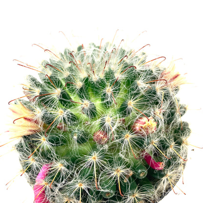 Cactus, 9cm, Mammillaria Bocasana Roseiflora - Floral Acres Greenhouse & Garden Centre