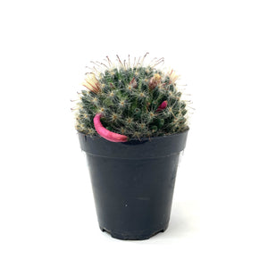 Cactus, 9cm, Mammillaria Bocasana Roseiflora - Floral Acres Greenhouse & Garden Centre