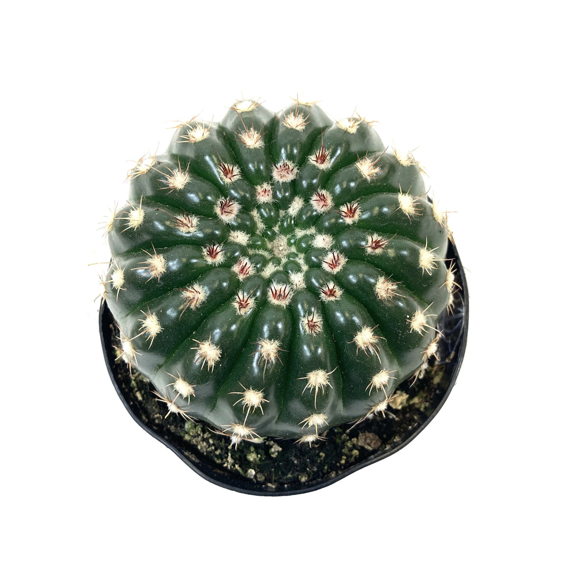 Cactus, 9cm, Notocactus Ubelmannianus - Floral Acres Greenhouse & Garden Centre
