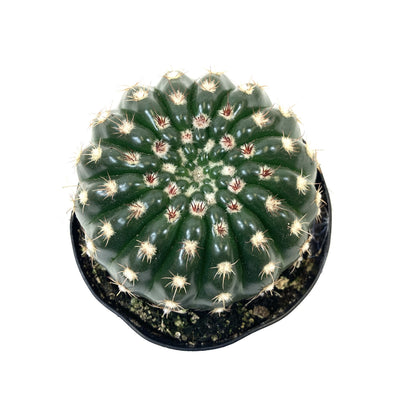 Cactus, 9cm, Notocactus Ubelmannianus - Floral Acres Greenhouse & Garden Centre