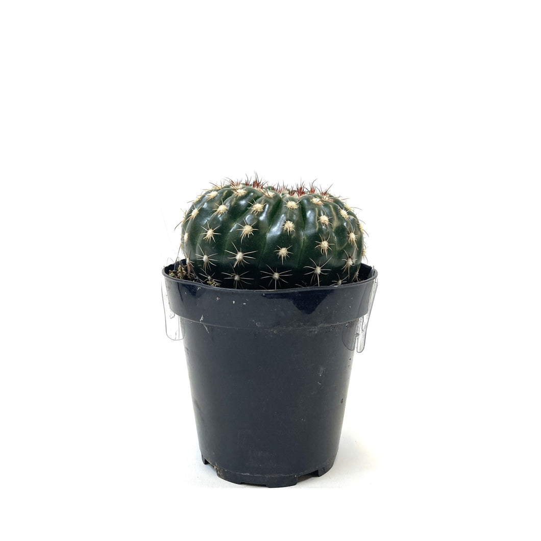 Cactus, 9cm, Notocactus Ubelmannianus - Floral Acres Greenhouse & Garden Centre