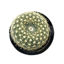 Load image into Gallery viewer, Cactus, 9cm, Notocactus scopa &#39;Silver Ball&#39; - Floral Acres Greenhouse &amp; Garden Centre
