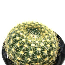 Load image into Gallery viewer, Cactus, 9cm, Notocactus scopa &#39;Silver Ball&#39; - Floral Acres Greenhouse &amp; Garden Centre
