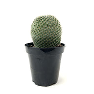 Cactus, 9cm, Mammillaria Elegans - Floral Acres Greenhouse & Garden Centre
