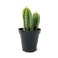 Cactus, 9cm, P. azureus 'Blue Candle' - Floral Acres Greenhouse & Garden Centre