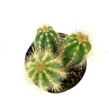 Load image into Gallery viewer, Cactus, 9cm, P. azureus &#39;Blue Candle&#39; - Floral Acres Greenhouse &amp; Garden Centre
