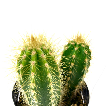 Cactus, 9cm, P. azureus 'Blue Candle' - Floral Acres Greenhouse & Garden Centre