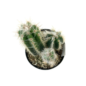 Cactus, 9cm, Pilosocereus Pachycladus - Floral Acres Greenhouse & Garden Centre