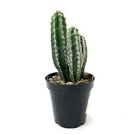 Cactus, 9cm, Pilosocereus Pachycladus - Floral Acres Greenhouse & Garden Centre