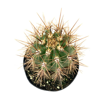 Cactus, 9cm, Helianthocereus Poco - Floral Acres Greenhouse & Garden Centre