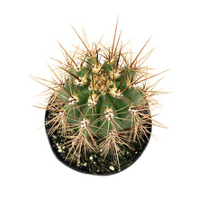 Load image into Gallery viewer, Cactus, 9cm, Helianthocereus Poco - Floral Acres Greenhouse &amp; Garden Centre
