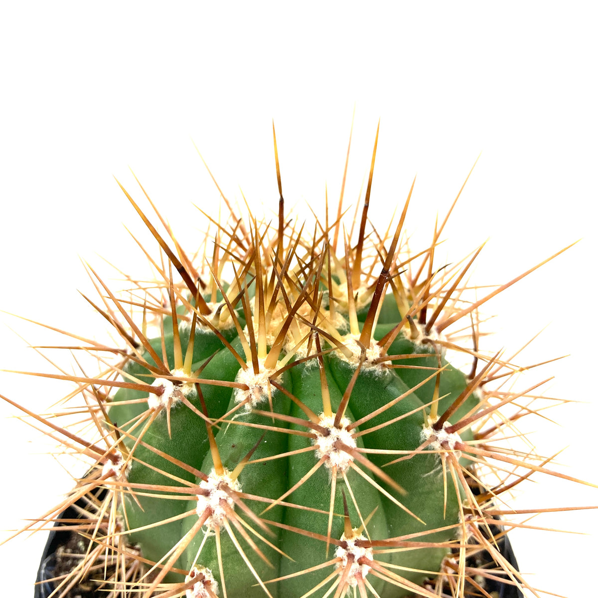 Cactus, 9cm, Helianthocereus Poco - Floral Acres Greenhouse & Garden Centre