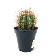 Cactus, 9cm, Helianthocereus Poco - Floral Acres Greenhouse & Garden Centre