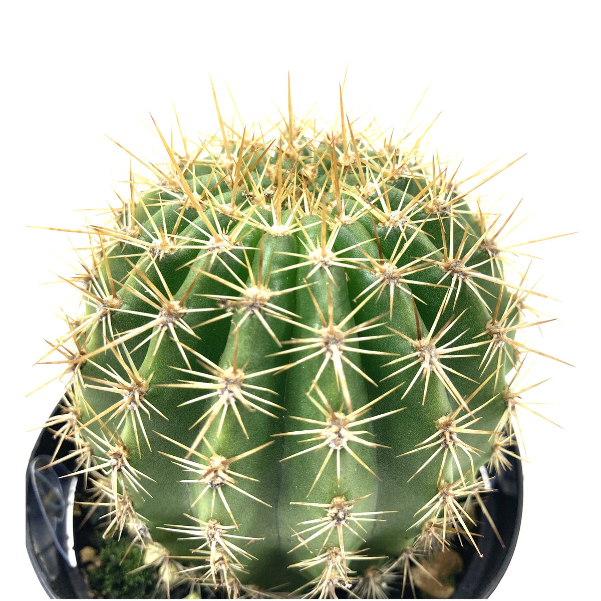 Cactus, 9cm, Trichocereus grandiflorus Hybrid - Floral Acres Greenhouse & Garden Centre