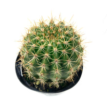 Load image into Gallery viewer, Cactus, 9cm, Trichocereus grandiflorus Hybrid - Floral Acres Greenhouse &amp; Garden Centre
