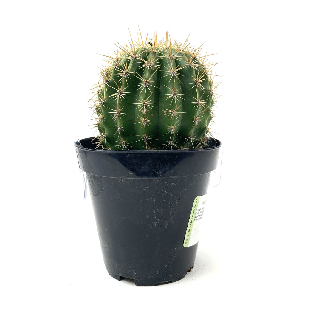 Cactus, 9cm, Trichocereus grandiflorus Hybrid - Floral Acres Greenhouse & Garden Centre