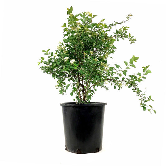 Spirea, 2 gal, Bridal Wreath - Floral Acres Greenhouse & Garden Centre