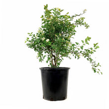 Load image into Gallery viewer, Spirea, 2 gal, Bridal Wreath - Floral Acres Greenhouse &amp; Garden Centre
