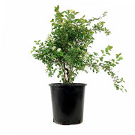 Spirea, 2 gal, Bridal Wreath - Floral Acres Greenhouse & Garden Centre