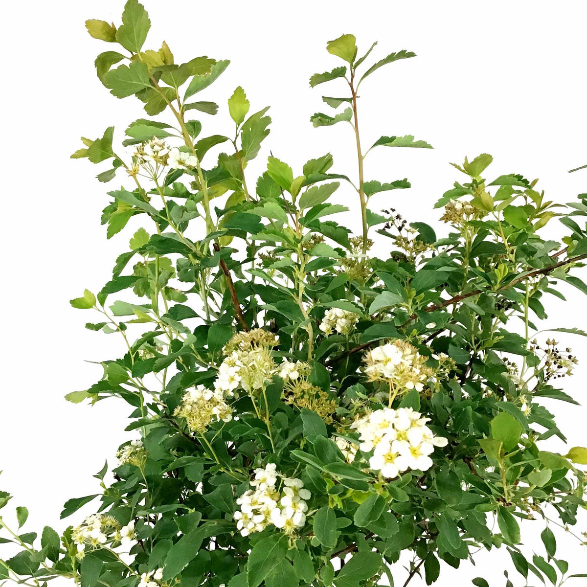 Spirea, 2 gal, Bridal Wreath - Floral Acres Greenhouse & Garden Centre