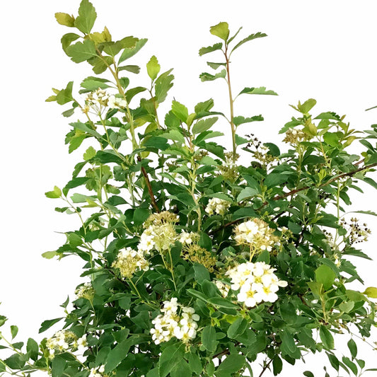 Spirea, 2 gal, Bridal Wreath - Floral Acres Greenhouse & Garden Centre