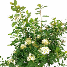 Load image into Gallery viewer, Spirea, 2 gal, Bridal Wreath - Floral Acres Greenhouse &amp; Garden Centre
